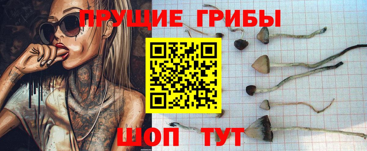 Хабаровск  Галлюциногенные грибы Psilocybine cubensis  Вход с VPN 